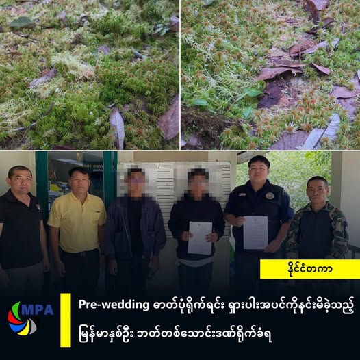 Pre-wedding ဓာတ်ပုံရိုက်ရင်း ရှားပါးအပင်ကိုနင်းမိခဲ့သည့် မြန်မာနှစ်ဦး ဘတ်တစ်သောင်းဒဏ်ရိုက်ခံရ