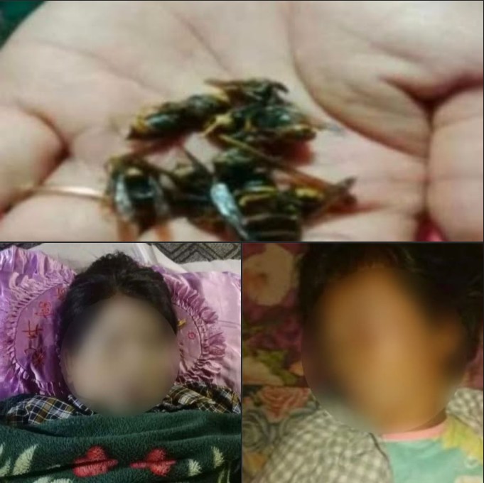 နမ့်ဆန်၊ မန်စုံကျေးရွာတွင် ပျားပိတုန်းတုတ်ခံရ၍ အမျိုးသမီး ၂ ဦး သေဆုံး